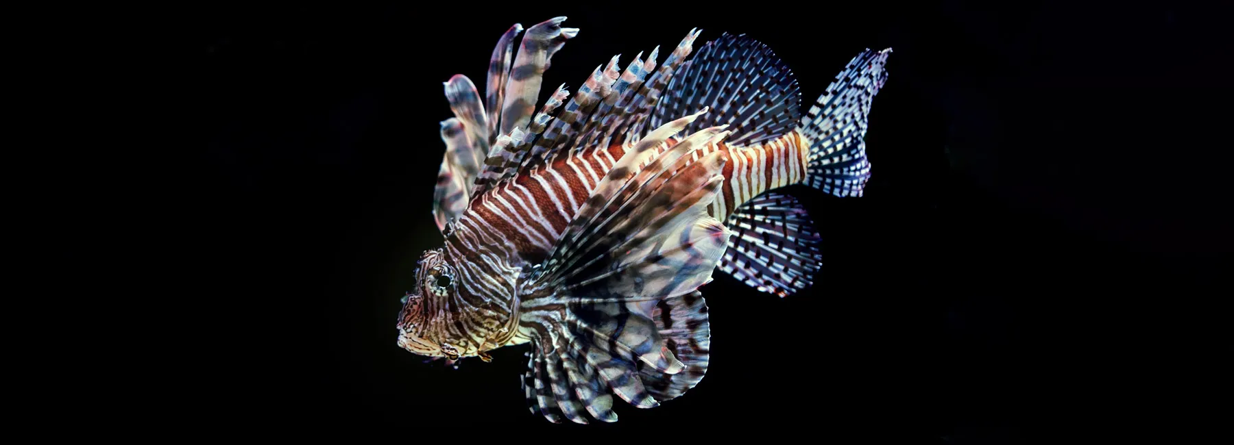 The Curious Cryogenic Fish